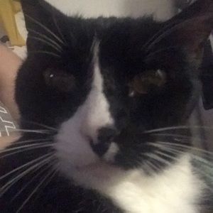 Meet your Posher, Sandm